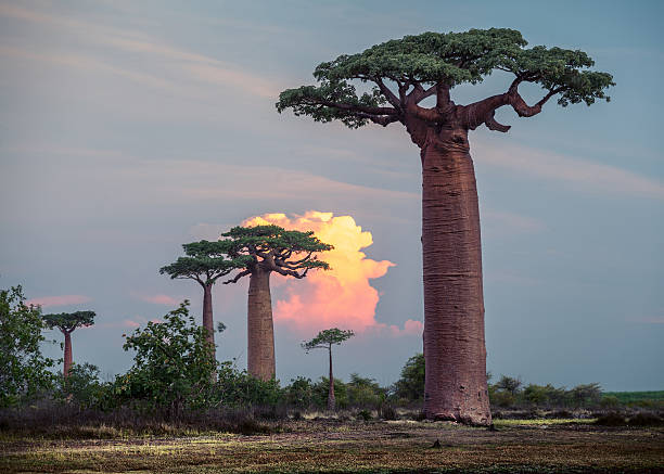 Madagascar. Baobab trees stock photo