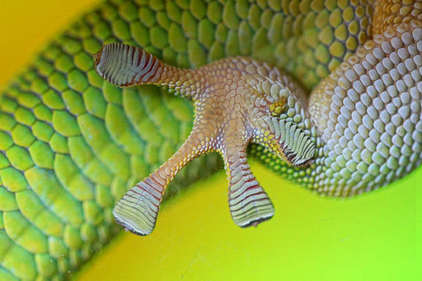 Madagascar Day Gecko hind leg Name: Madagascar day gecko animal leg stock pictures, royalty-free photos & images