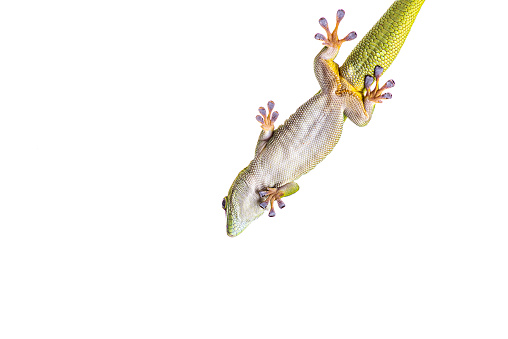A gecko clinging to the wall with green copy space surrounding.
