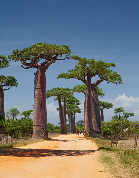 Madagascar Rural african road among baobab trees. Madagascar avenue stock pictures, royalty-free photos & images
