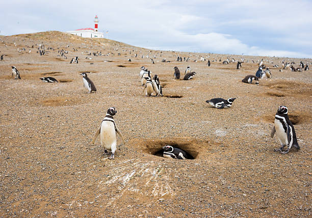 Magellan ( Magellanic) Penguins stock photo