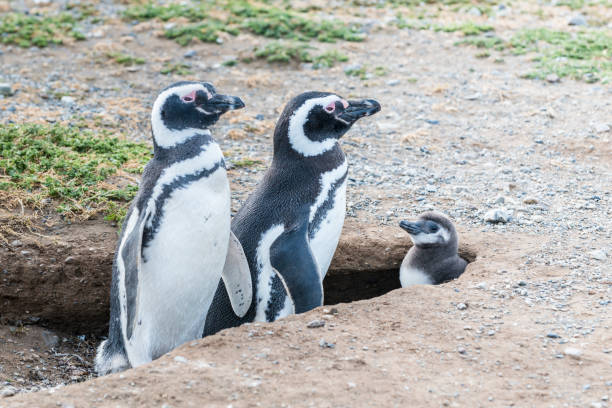 Magellanic penguins in Patagonia, Chile, South America  baby penguin stock pictures, royalty-free photos & images