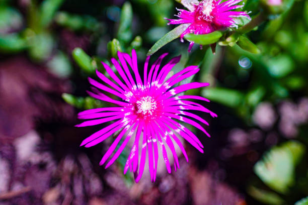 Magenta mediterranean flower closeup stock photo