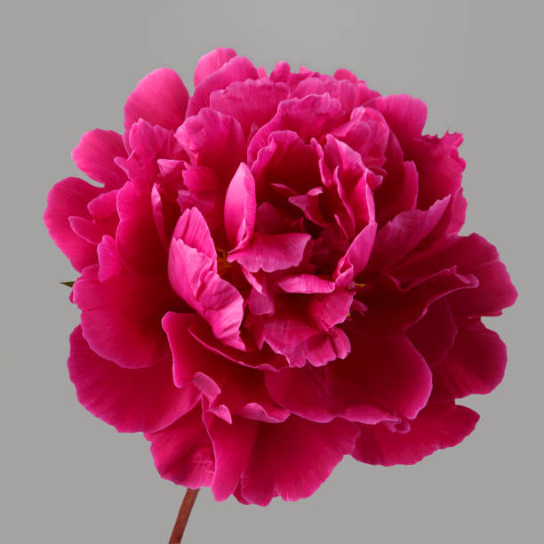 Magenta peony flower isolated on gray background Magenta peony flower isolated on gray background magenta stock pictures, royalty-free photos & images