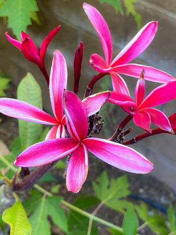 A magenta plumeria is a welcoming sight as its flowers bloom in Spring