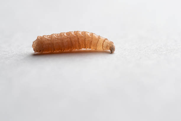Maggot, fly larvae A close up photograph of a maggot, fly larvae maggot stock pictures, royalty-free photos & images