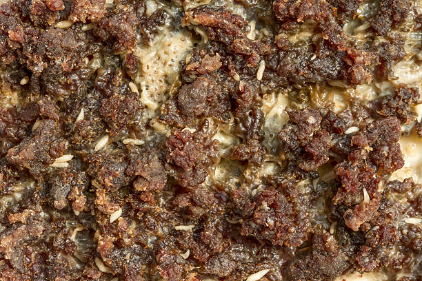 Maggots Eating on Rotten Meat Hundreds of Blow Fly larvae maggots eating rotten Meat.  Shot with 100mm EF macro lens on ESO 7D. maggot stock pictures, royalty-free photos & images