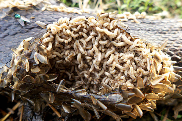 Maggots Fly maggot rotten is nature maggot stock pictures, royalty-free photos & images