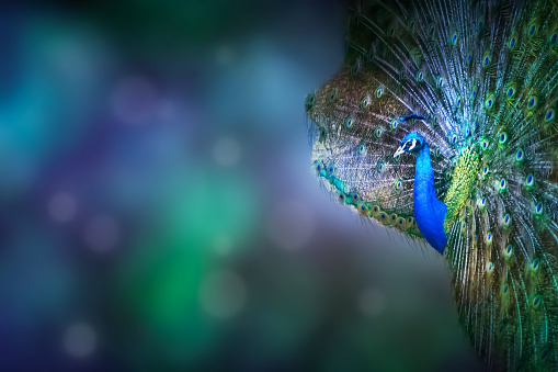 magic appearance of a beautiful peacock - symbol of glmour dress