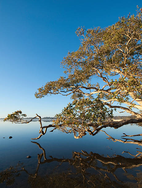 Magic Tree at Lake Weyba Sunshine Coast  biosphere 2 stock pictures, royalty-free photos & images