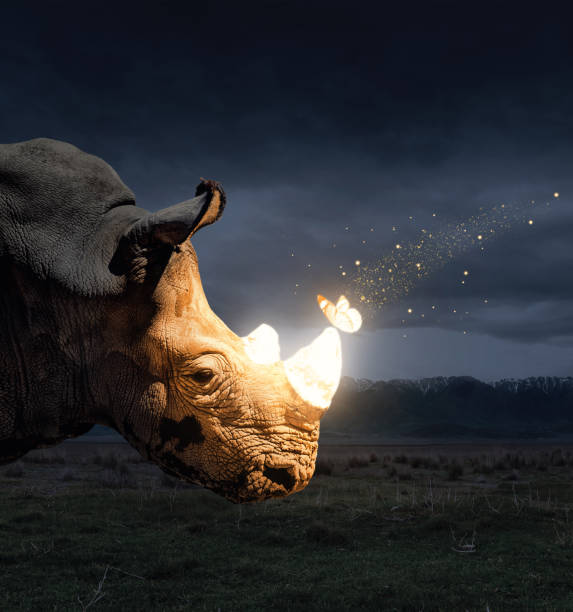 Magical butterfly sitting on the rhino stock photo
