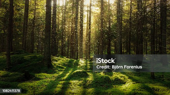 istock Magical fairytale forest. 1082411378