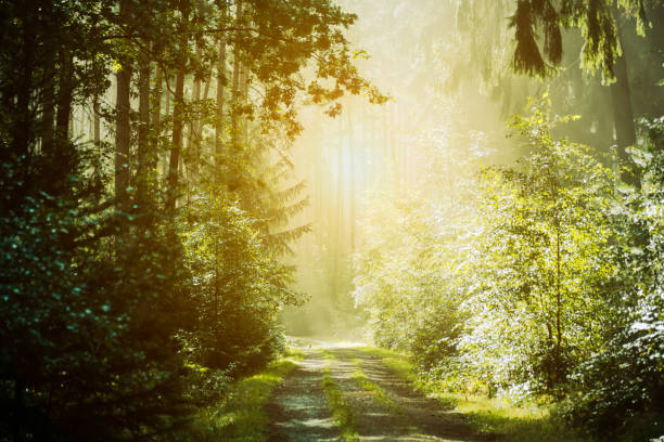 Magical forest path in summer stock photo