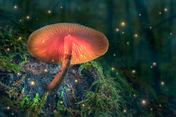 Magical forest with fireflies and glowing mushroom at dusk. stock photo
