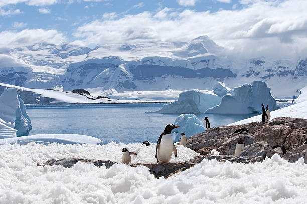 magical home of penguins - antarctica stockfoto's en -beelden