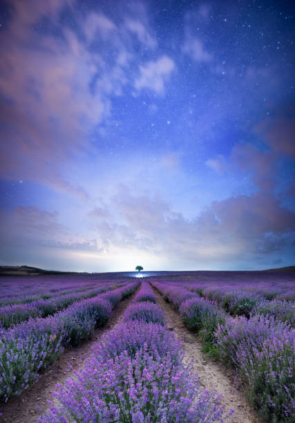 Magical Lavender nights Beautiful night scape of a blooming lavender field with a lonesome tree in the end. lavender color photos stock pictures, royalty-free photos & images