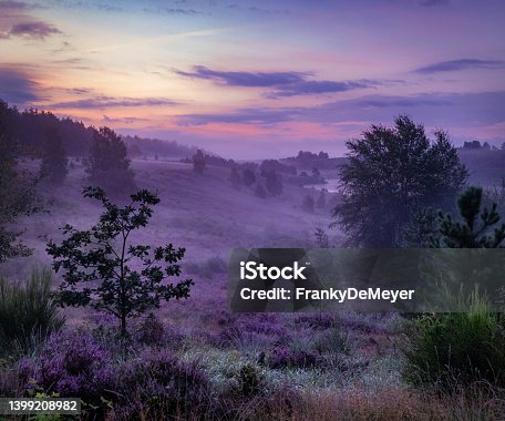 istock Magical morning on a purple heather 1399208982