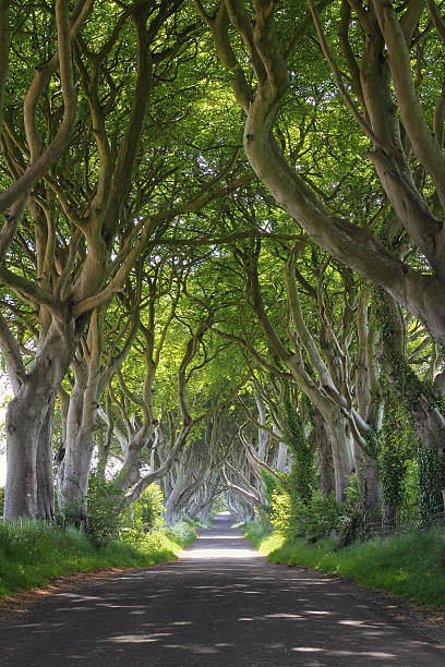 Magical woods of Dark Hedges stock photo
