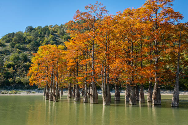 prachtige herfst rood en oranje naalden van groep cypressen taxodium distichum op het meer in sukko in de buurt van de stad anapa. herfst landschap, fris behang en natuur achtergrond concept - bald cypress tree stockfoto's en -beelden