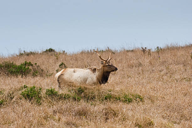 Magnificent Bull Elk This rare Tule Bull Elk (Cervus canadensis nannodes) is grazing on a hillside near Tomales Point in Point Reyes National Seashore, California, USA. jeff goulden deer stock pictures, royalty-free photos & images