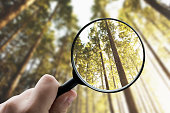 istock Magnifying glass focusing a forest 1332092432