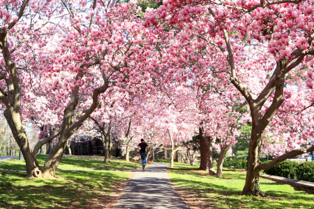 Magnolia blossom stock photo