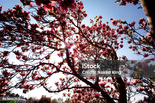 istock Magnolia blossom 863666242