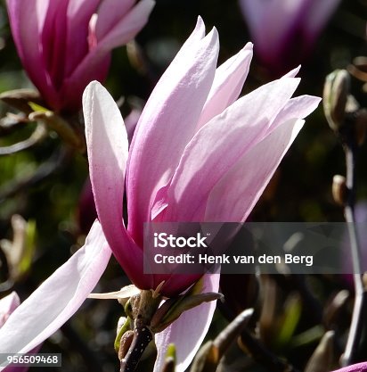 istock magnolia blossom 956509468