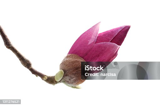 istock Magnolia bud 1311276521