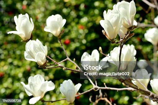 istock Magnolia denudata / Yulan magnolia Flower 1140508738