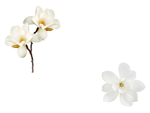 Magnolia flower isolated on white background.
