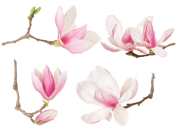 Magnolia flower twig spring collection Magnolia flower twig spring collection isolated on white, clipping path included single flower stock pictures, royalty-free photos & images