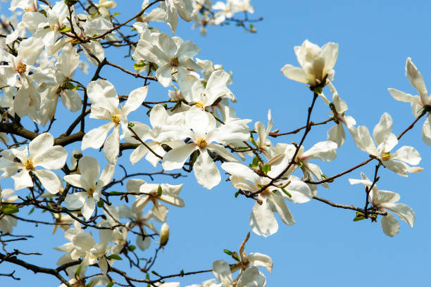 Magnolia flowers in blossom stock photo