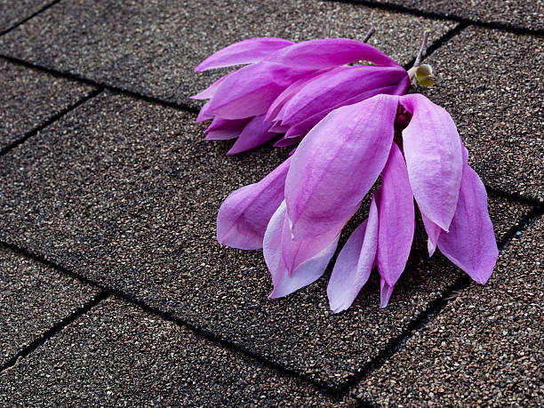 Magnolia flowers on asphalt shingles roof stock photo