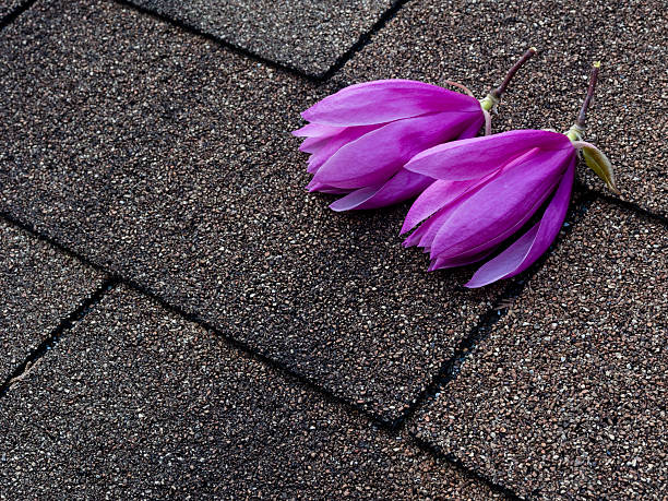 Magnolia flowers on asphalt shingles roof stock photo