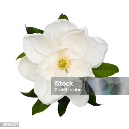istock Magnolia 155142271