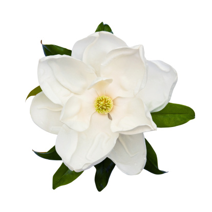 White magnolia flower isolated on white.