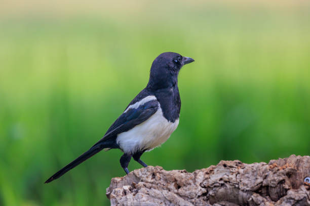Magpie on tree trunk with green background stock photo