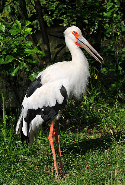 maguari stork stock photo