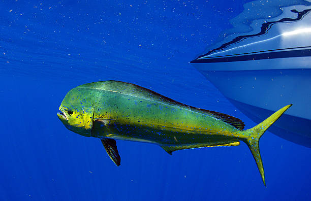 mahi-mahi or dolphin fish stock photo