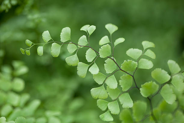Maidenhair Fern Closeup of fresh delicate Southern Maidenhair Fern (Adiantum capillus-veneris), related to the gingko tree. terryfic3d stock pictures, royalty-free photos & images