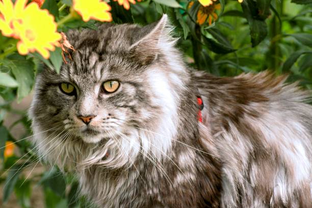 DOMINO PENDANT LOVELY MAINE COON IN THE FLOWERS 
