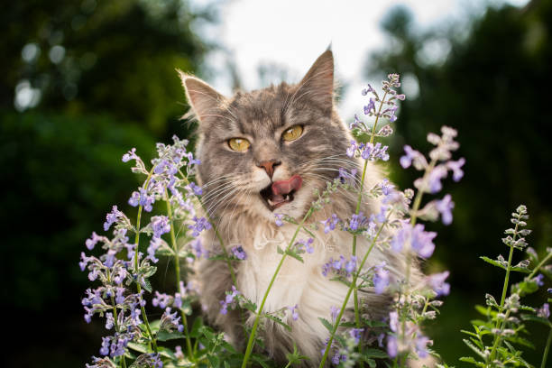 maine coon chat regardant la plante d’herbe à chat en fleurs à l’extérieur dans la nature - valeriane photos et images de collection