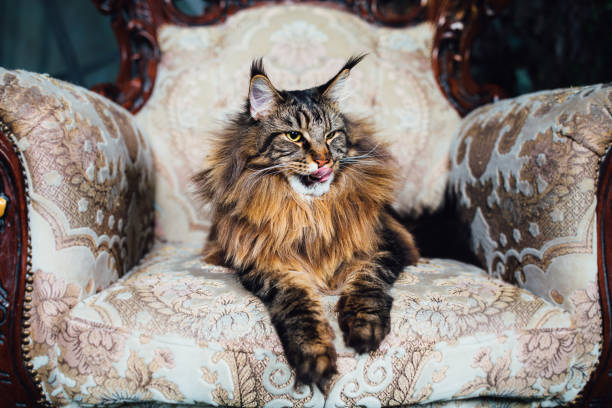 Maine Coon cat on antique chair stock photo