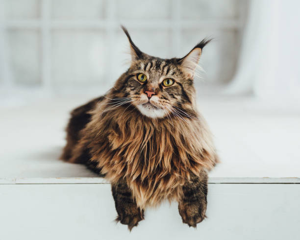 20 464 Maine Coon Cat Stock Photos Pictures Royalty Free Images Istock