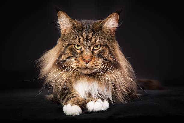 Best Maine Coon Cat Stock Photos, Pictures & RoyaltyFree Images iStock
