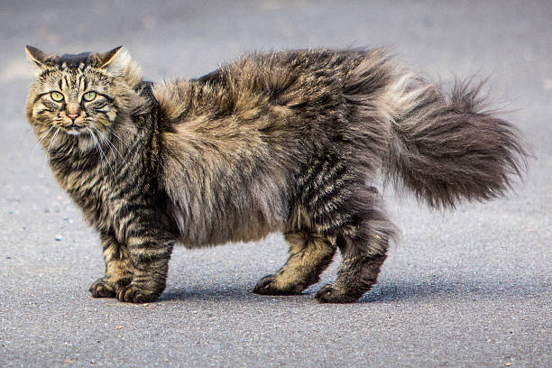 Royalty Free Maine Coon Cat Pictures, Images and Stock Photos - iStock