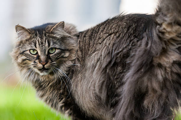 Royalty Free Maine Coon Cat Pictures, Images and Stock Photos - iStock