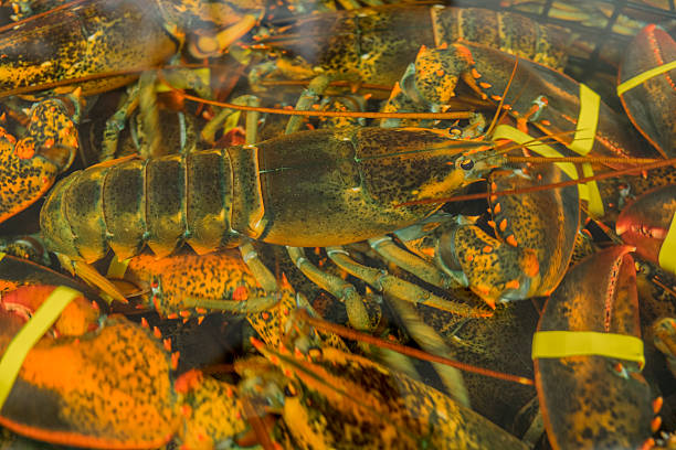 Maine Lobster in a water tank Bands on Claws Close-up stock photo