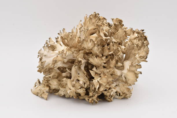 Maitake Mushroom on White stock photo